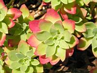 Sedum Compressum (fam. Crassulacees) (4) (Photo F. Mrugala)